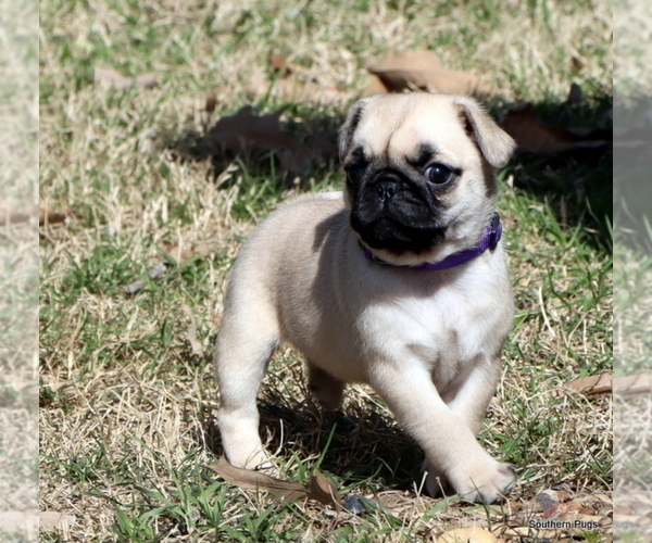 Medium Photo #30 Pug Puppy For Sale in WINNSBORO, TX, USA