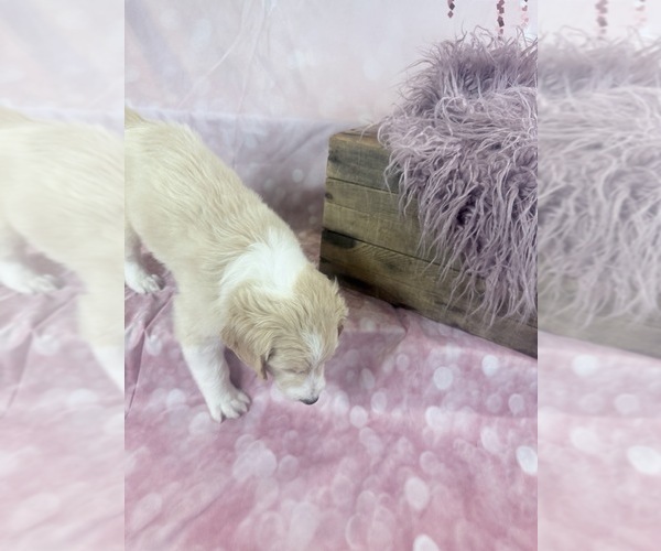 Medium Photo #4 Aussie-Poo-Goldendoodle Mix Puppy For Sale in COMMERCE, MI, USA