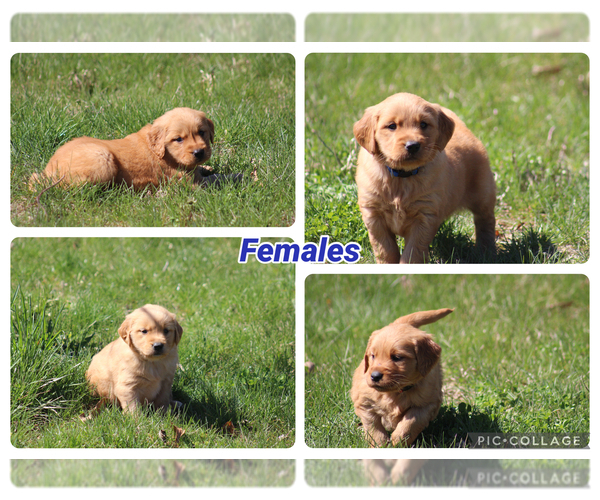 Medium Photo #17 Golden Retriever Puppy For Sale in MIDDLEBURG, PA, USA