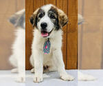 Small #2 Australian Shepherd-Great Pyrenees Mix