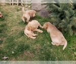 Small Photo #52 Labradoodle Puppy For Sale in WASHOUGAL, WA, USA