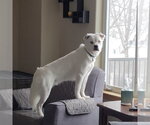 Small Photo #3 Great Pyrenees-Unknown Mix Puppy For Sale in Fargo, ND, USA