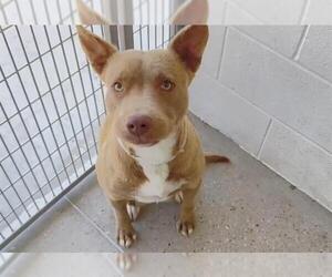 American Pit Bull Terrier-Unknown Mix Dogs for adoption in Houston, TX, USA