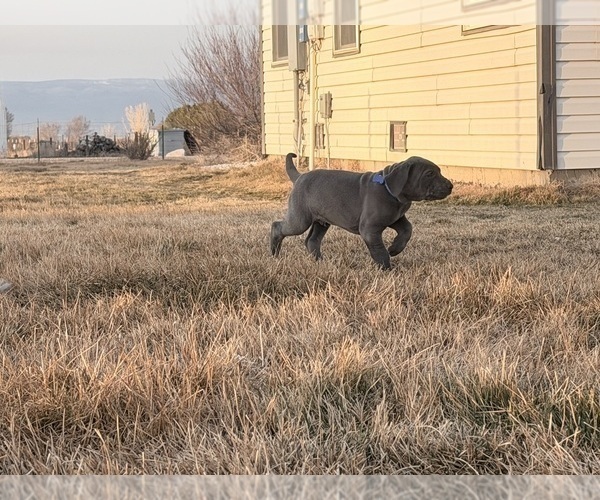 Medium Photo #11 Great Dane Puppy For Sale in OLATHE, CO, USA