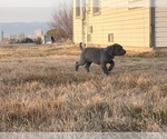 Small Photo #11 Great Dane Puppy For Sale in OLATHE, CO, USA