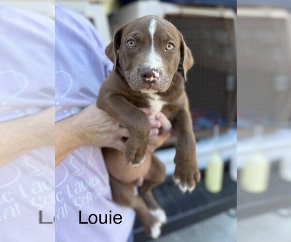 Medium Photo #1 Mutt Puppy For Sale in Wenonah, NJ, USA