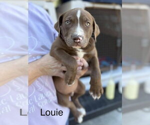 Mutt Dogs for adoption in Wenonah, NJ, USA