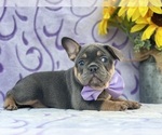 Small #2 French Bulldog