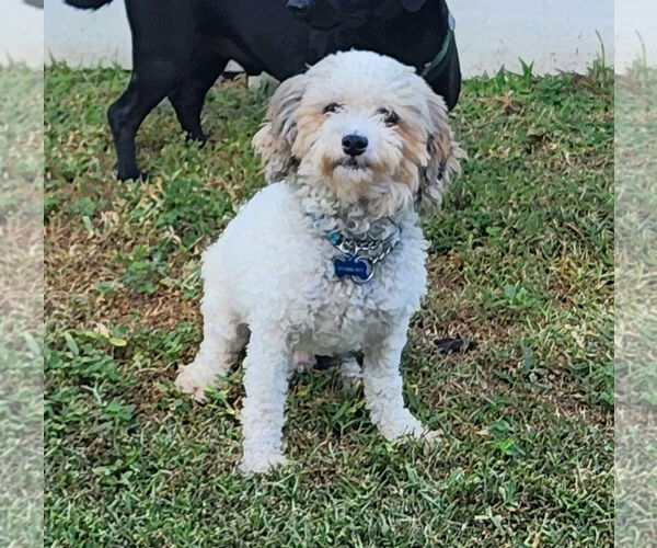 Medium Photo #8 Poodle (Toy) Puppy For Sale in Valrico, FL, USA