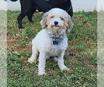 Small #7 Poodle (Toy)