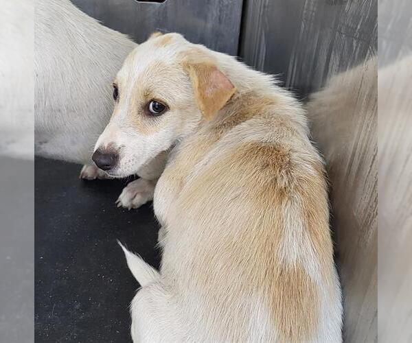 Medium Photo #1 Mutt Puppy For Sale in San Antonio, TX, USA