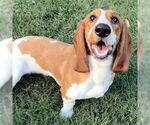 Small #4 Basset Hound