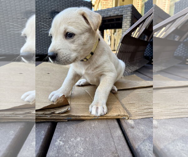 Medium Photo #4 Labrador Retriever-Unknown Mix Puppy For Sale in The Woodlands, TX, USA