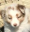 Small Photo #1 Australian Shepherd Puppy For Sale in BERTRAM, TX, USA
