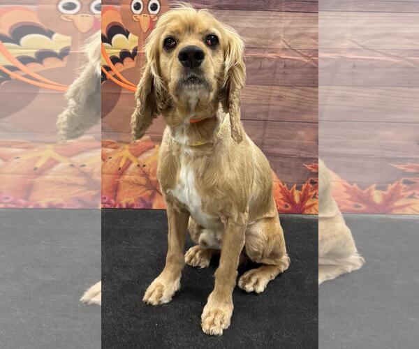 Medium Photo #3 Cocker Spaniel Puppy For Sale in Westminster, MD, USA