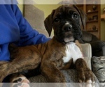 Small Photo #7 Boxer Puppy For Sale in WATERFORD, PA, USA