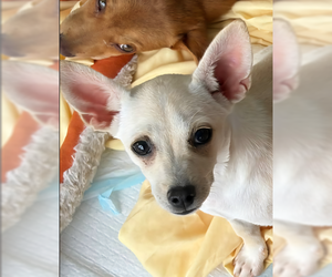 Chihuahua-Unknown Mix Dogs for adoption in Wakefield, RI, USA