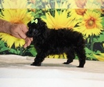 Melina - Female Poodle (Toy) Puppy for Sale - Photo #18