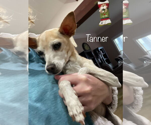 Medium Photo #3 Chihuahua-Unknown Mix Puppy For Sale in Oakhurst, NJ, USA