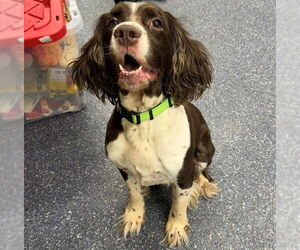 English Springer Spaniel-Unknown Mix Dogs for adoption in Anchorage, AK, USA