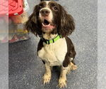 Small English Springer Spaniel Mix