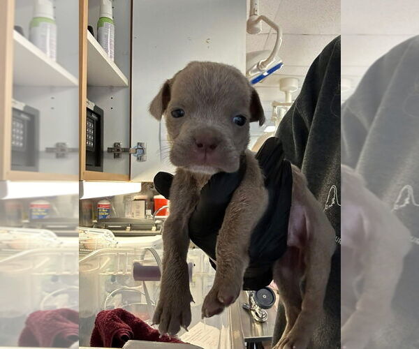 Medium Photo #2 Mutt Puppy For Sale in New York, NY, USA