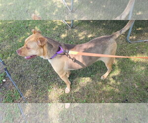 Kootenay - Male Mutt Dog for Adoption - Photo #3