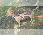 Small #2 Mutt