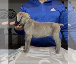 Puppy Beadie Cane Corso