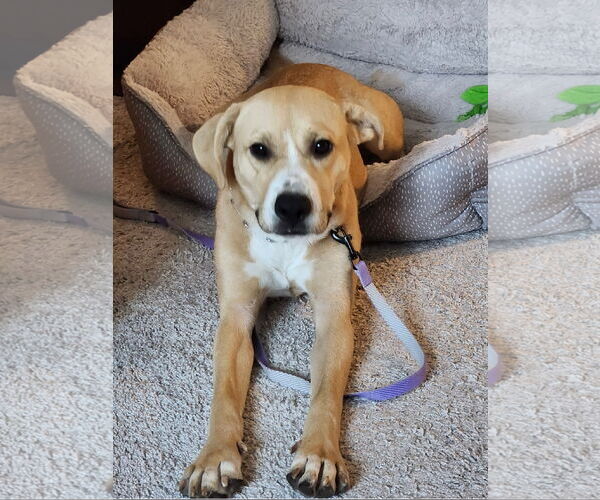 Medium Photo #4 Labrador Retriever-Unknown Mix Puppy For Sale in Euless, TX, USA