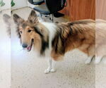 Small #1 Collie