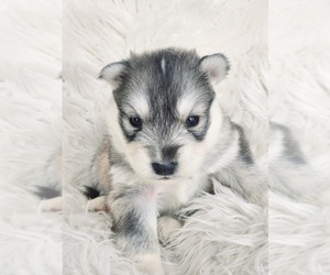 Siberian Husky Puppy for sale in KANSAS CITY, MO, USA