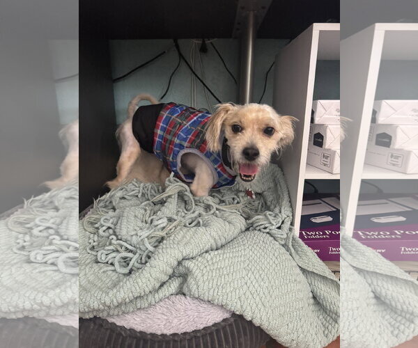 Medium Photo #5 Maltese Puppy For Sale in San Diego, CA, USA