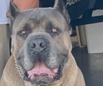 Small Photo #1 Cane Corso Puppy For Sale in BLOOMINGTON, CA, USA