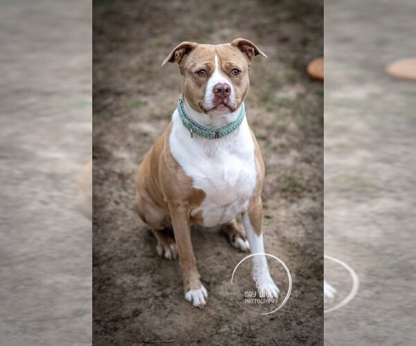 Medium Photo #1 American Pit Bull Terrier-Catahoula Leopard Dog Mix Puppy For Sale in Brewster, NY, USA