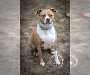 American Pit Bull Terrier-Catahoula Leopard Dog Mix Dogs for adoption in Brewster, NY, USA