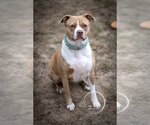 Small American Pit Bull Terrier-Catahoula Leopard Dog Mix