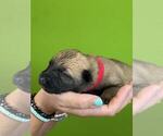 Small Photo #41 Belgian Malinois Puppy For Sale in S CHARLESTON, WV, USA