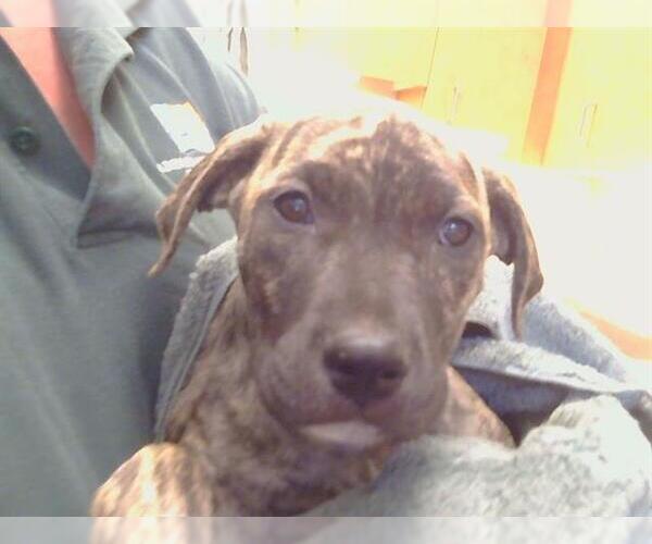 Medium Photo #1 German Shepherd Dog-Unknown Mix Puppy For Sale in Sacramento, CA, USA