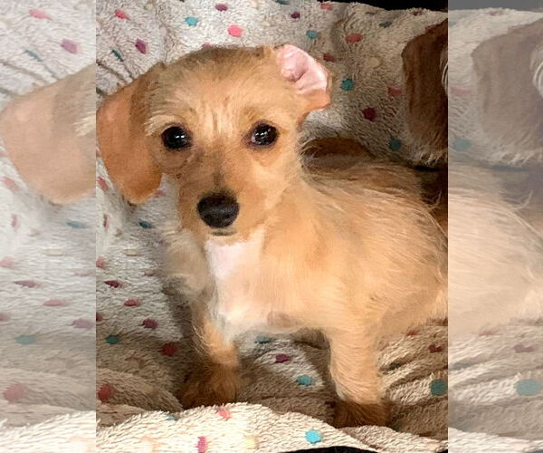 Medium Photo #1 Dachshund Puppy For Sale in Sioux Falls, SD, USA