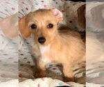 Small Dachshund