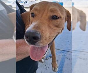 American Pit Bull Terrier Dogs for adoption in Bakersfield, CA, USA