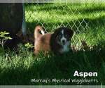 Small Photo #5 Miniature American Shepherd Puppy For Sale in PASCO, WA, USA