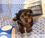 Small #14 Yorkshire Terrier