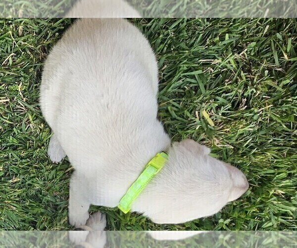 Medium Photo #6 Labrador Retriever Puppy For Sale in CEDAREDGE, CO, USA