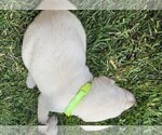 Small #5 Labrador Retriever