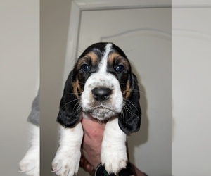 Basset Hound Puppy for sale in PRINEVILLE, OR, USA