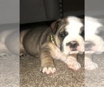 Small Photo #2 English Bulldog Puppy For Sale in FORT WORTH, TX, USA