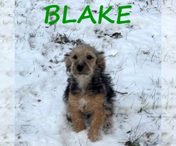 Medium Photo #3 YorkiePoo Puppy For Sale in HARTLAND, MN, USA