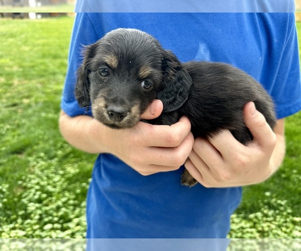 Medium Photo #2 Dachshund Puppy For Sale in MONTROSE, CO, USA